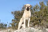 KANGAL 022